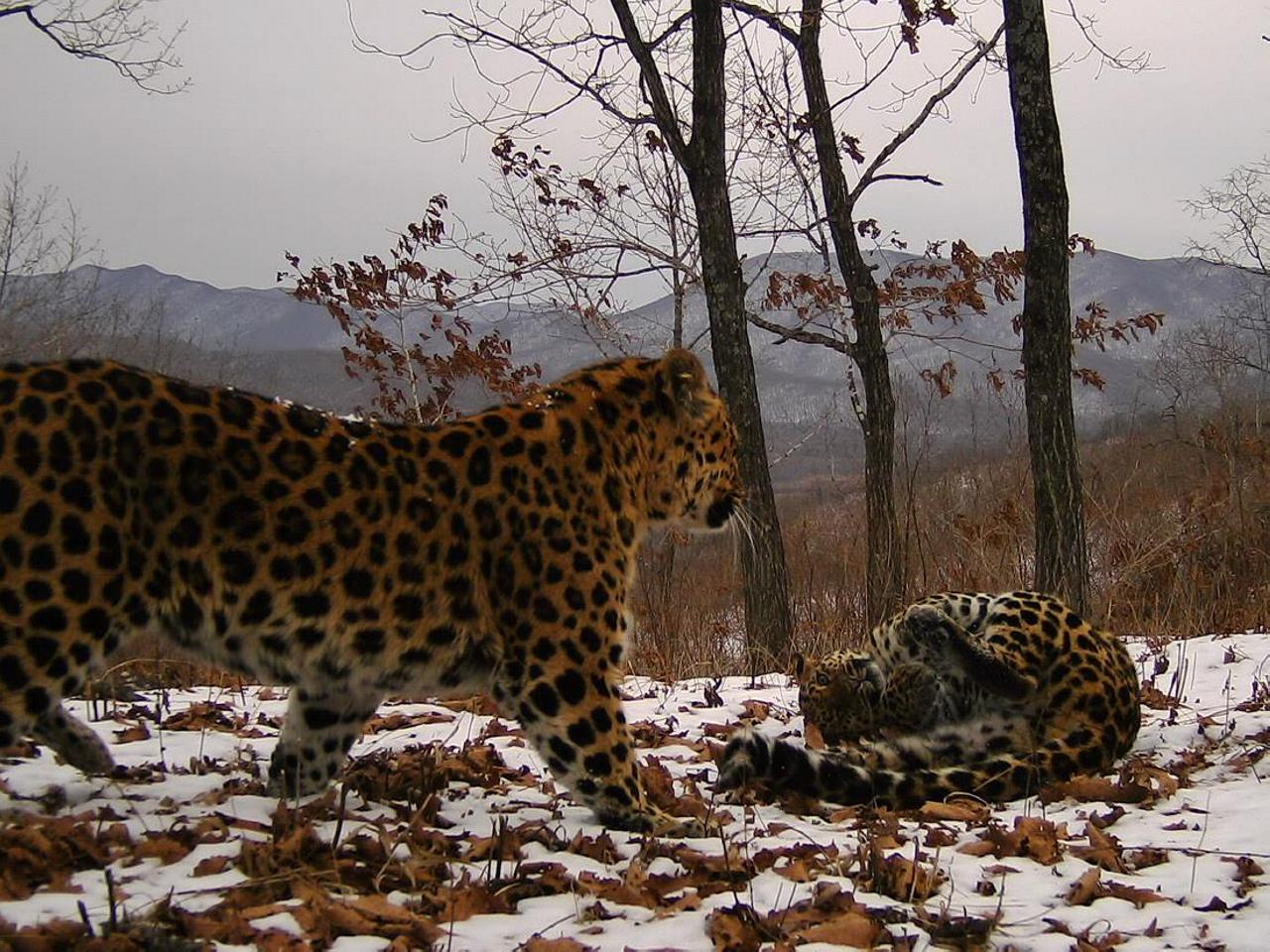 В мире животных 2024. Дальневосточный леопард Кедровая Падь. Заповедник Кедровая Падь леопард. Кедровая Падь и земля леопарда. Земля леопарда национальный парк и Кедровая Падь.